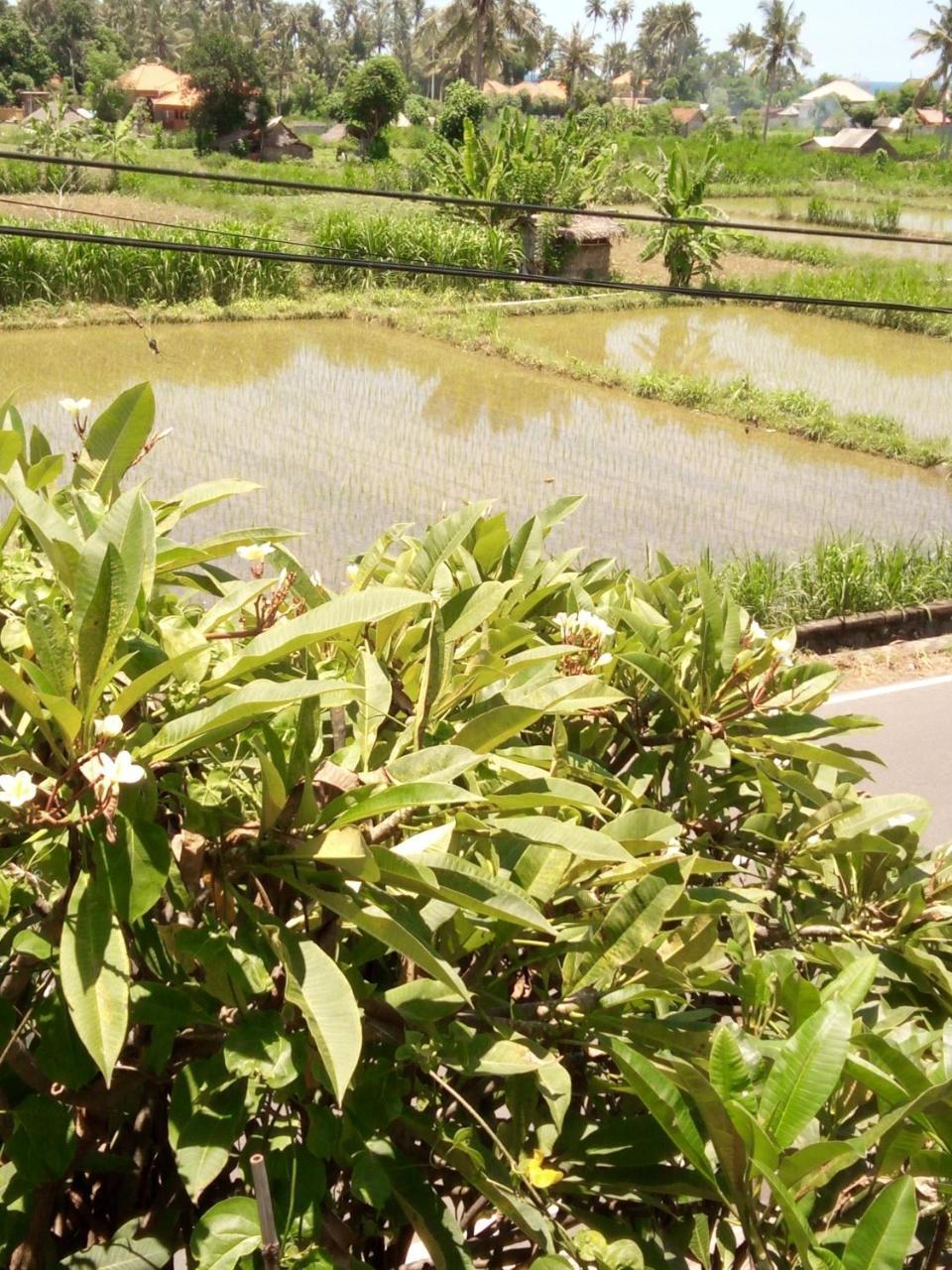 Mesari Homestay & Warung アメッド エクステリア 写真